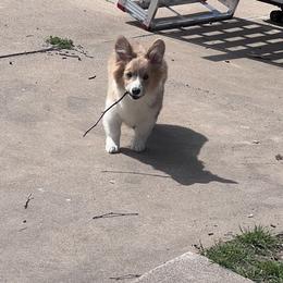American Corgi and Pembroke Welsh Corgi Puppies from Sarah’s Mystic Kennels