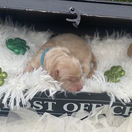 Girl 1 - Cream Australian Labradoodle puppy in Kingwood, Texas from Big Tex Australian Labradoodles