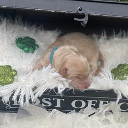 Girl 1 - Cream Australian Labradoodle puppy in Kingwood, Texas from Big Tex Australian Labradoodles