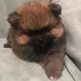 Girl 3 - Red sable female Pomeranian puppy in San Antonio, Texas from San Antonio Pomeranian