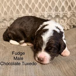 Fudge - Brown and white male Bernedoodle puppy in Royse City, Texas from Platinum Bernedoodles of Texas