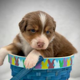Boy 4 - Red tri-color male Australian Shepherd puppy in Cape Girardeau, Missouri from Real McCoy Australian Shepherds