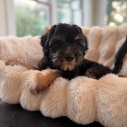 Paddington - Fawn and white male Sheepadoodle puppy in North Royalton, Ohio from Johnson's Doodles