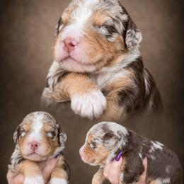 Boy 7, Blaze - Chocolate merle male Bernedoodle puppy in Delphos, Ohio from Route 66 Poodles & Doodles, Sapphire Shih-tzu's of Ohio