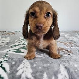 Female 3 (CBR) - Red female Dachshund puppy in Belle Rive, Illinois from Akin's Miniature Dachshunds, LLC