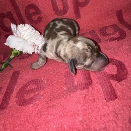 AKC Flower - Dapple female Dachshund puppy in Knoxville, Tennessee from Thea's Puppies