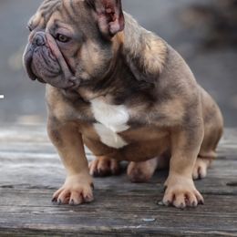 Murder Inc. - Blue fawn male French Bulldog puppy in Gulf Breeze, Florida from SW Frenchies