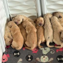 Boy 6 - Golden male Golden Retriever puppy in Edgerton, Wisconsin from ERSA Acres Golden Retrievers...limited registration only offered, AKC Moyen and Miniature Poodles