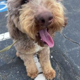 Cinder - Poodle