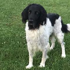 Large Münsterländers from Breezy Point Kennel