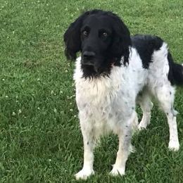 Large Münsterländers from Breezy Point Kennel