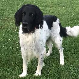 Large Münsterländers from Breezy Point Kennel