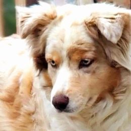 Layla - Australian Shepherd