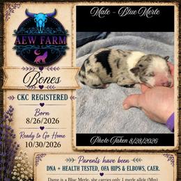 Bones - Blue merle male Australian Shepherd puppy in Citra, Florida from AEW Farm