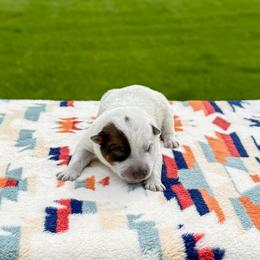 Pink - Red speckled female Australian Cattle Dog puppy in Spokane, Washington from 4D Cattle Dogs