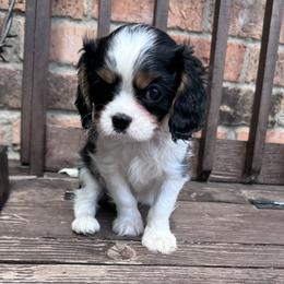 Pierce - Tri-color male Cavalier King Charles Spaniel puppy in Victoria, Texas from Londyn Cavaliers