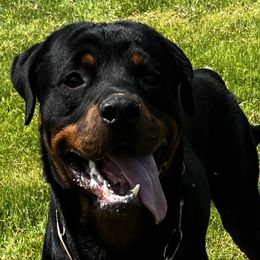 Thunder - Rottweiler