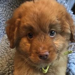 Nova Scotia Duck Tolling Retrievers from Smoky Hill Tollers
