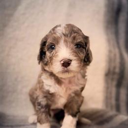 Boy 7 - Merle male Labradoodle puppy in Danville, Indiana from Marley’s Doodle Ranch