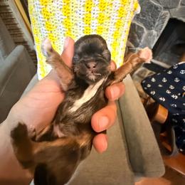 Boy 3 - Gold male Shih Tzu puppy in Suwanee County, Florida from Everlasting Shih Tzu