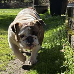 Rosie - Bulldog