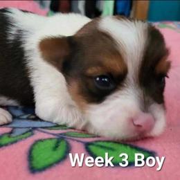 Boy 1 - Chocolate, tan and white male Yorkshire Terrier puppy in Adams, North Dakota from Mathiasons Little Barkers