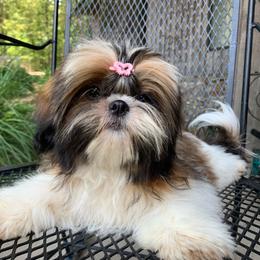 Shih Tzu Puppies from Willow Lane Shih Tzus