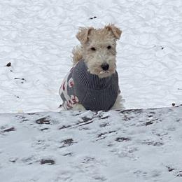 Holly - White black and tan female Wire Fox Terrier puppy in Antioch, Illinois from Cavcor Foxies