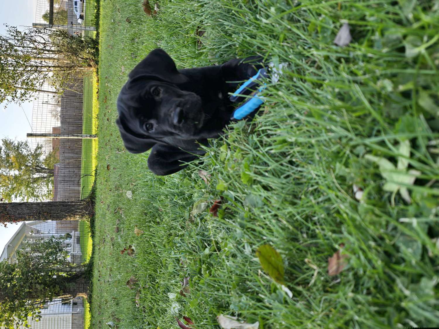 Red Collar Girl - Cane Corso puppy from Caliber Cane Corso