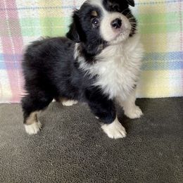 Miniature American Shepherd Puppies from Elite Miniature American Shepherds