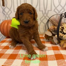 Lime green female - Red  female Goldendoodle puppy in Haughton, Louisiana from Bailey’s Cajun Canines