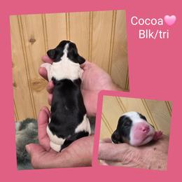 Cocoa - Black white and tan female English Springer Spaniel puppy in Freeland, Michigan from McNally's Springer Spaniels