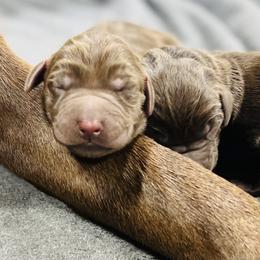 Dilute Retriever and Labrador Retriever Puppies from CKB Labradors