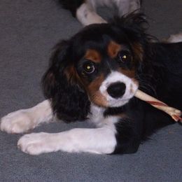 Cavalier King Charles Spaniels from Brighton Rose Cavalier
