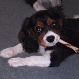 Cavalier King Charles Spaniels from Brighton Rose Cavalier