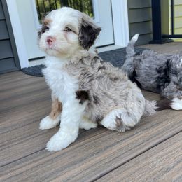 Leo - Chocolate merle male Bernedoodle puppy in Holtwood, Pennsylvania from Country Ridge Puppies