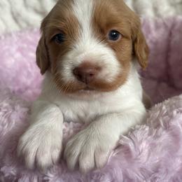 Boy 2 - Orange and white male Brittany puppy in Elizabeth, Colorado from CoveLake Kennels