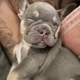 French Bulldog Puppies from River City Frenchies