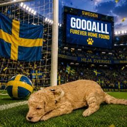 Sweden - Apricot female Goldendoodle puppy in Houston, Texas from Were The Mack'Doodles