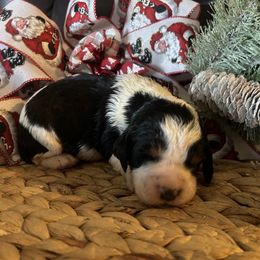 Harper - Black white and tan female English Springer Spaniel puppy in Las Vegas, Nevada from Legacy