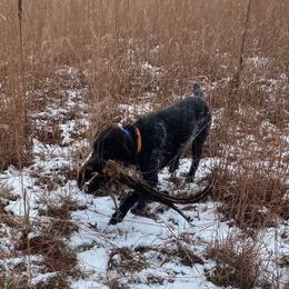 Wirehaired Pointing Griffon All Grown Up from Bristle Creek Wirehaired Pointing Griffons