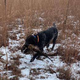 Wirehaired Pointing Griffon All Grown Up from Bristle Creek Wirehaired Pointing Griffons