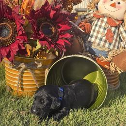 Blue Collar - Black male English Cocker Spaniel puppy in Ohatchee, Alabama from Otter Creek Kennels