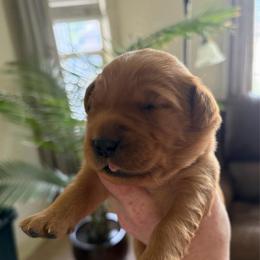 Purple - Dark golden female Golden Retriever puppy in Mountain Home, Idaho from Poppy's Garden Golden Retrievers
