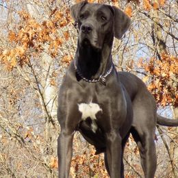 Great Danes from Danes of Dundee