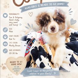 Cooper - Red tri-color male Miniature American Shepherd puppy in Shreveport   Bossier, Louisiana from Jem Miniature American Shepherds