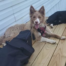 Maple - Border Collie