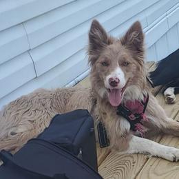 Maple - Border Collie