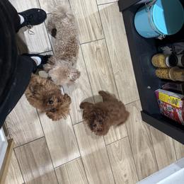 Poodle Puppies from Avcpoodles