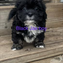 Black Jax - Black male Lhasa Apso puppy in Snover, Michigan from Lhasa Fur Life